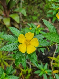 Hotel La Rana de Arenal