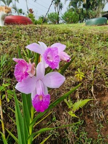 Hotel La Rana de Arenal