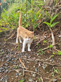 Hotel La Rana de Arenal