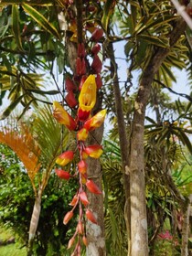 Hotel La Rana de Arenal