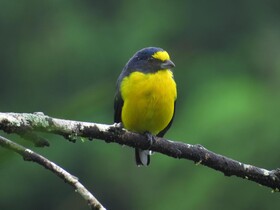 Hotel La Rana de Arenal