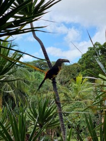 Hotel La Rana de Arenal