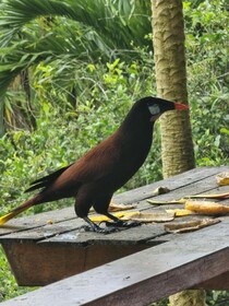 Hotel La Rana de Arenal
