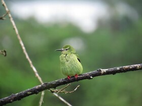Hotel La Rana de Arenal