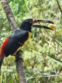 Hotel La Rana de Arenal