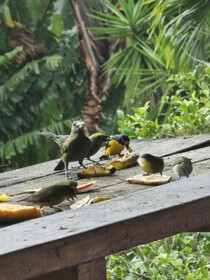 Hotel La Rana de Arenal