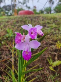 Hotel La Rana de Arenal