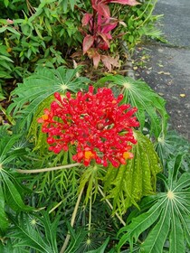 Hotel La Rana de Arenal