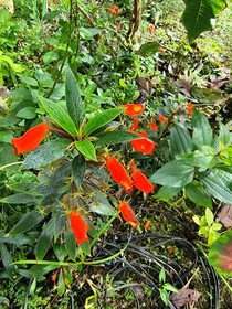 Hotel La Rana de Arenal