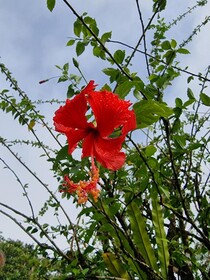 Hotel La Rana de Arenal