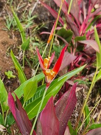 Hotel La Rana de Arenal