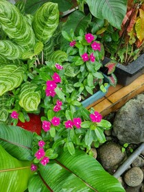 Hotel La Rana de Arenal