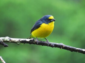 Hotel La Rana de Arenal