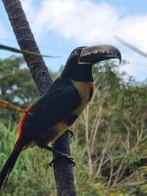 Hotel La Rana de Arenal