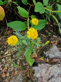 Hotel La Rana de Arenal