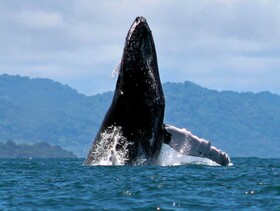 Pura Vida Private Villa