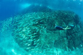 Kasiiya Papagayo