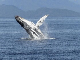 Kasiiya Papagayo