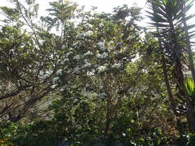 Hotel Las Orquideas