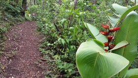 Los Pinos - Cabañas y Jardines