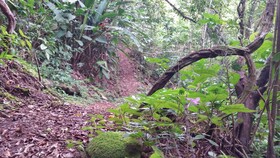 Los Pinos - Cabañas y Jardines