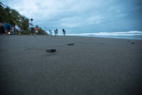 Clandestino Beach Resort