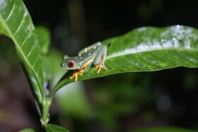 Arenas del Mar Beachfront & Rainforest Resort