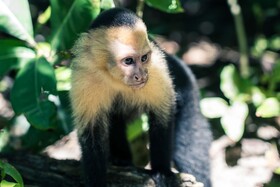 Arenas del Mar Beachfront & Rainforest Resort