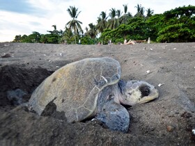 Green Sanctuary Hotel