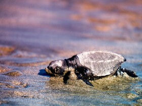 Green Sanctuary Hotel
