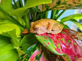 Essence Arenal Hostel