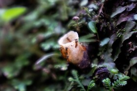 Essence Arenal Hostel