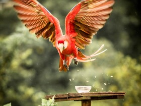 Essence Arenal Hostel