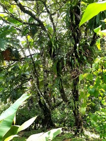 Essence Arenal Hostel