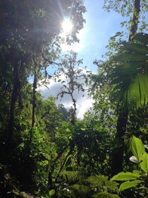 Essence Arenal Hostel