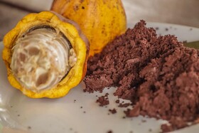 Essence Arenal Hostel