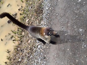 Essence Arenal Hostel