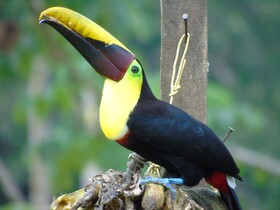 El Tesoro de Sir Hotel