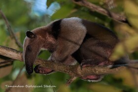 Estacion Biologica Tamandua