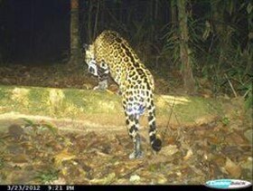 Estacion Biologica Tamandua