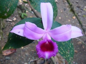 Estacion Biologica Tamandua