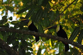 Estacion Biologica Tamandua