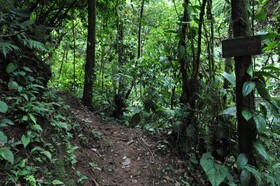 Estacion Biologica Tamandua