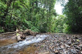 Estacion Biologica Tamandua