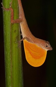 Estacion Biologica Tamandua
