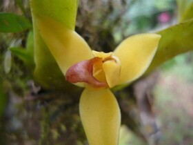 Estacion Biologica Tamandua