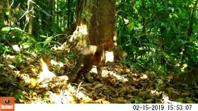 Estacion Biologica Tamandua