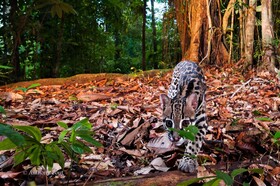 Estacion Biologica Tamandua