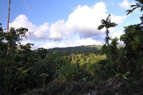 Estacion Biologica Tamandua
