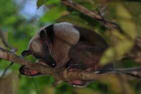 Estacion Biologica Tamandua